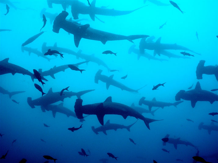 Tiburones en Isla del Coco